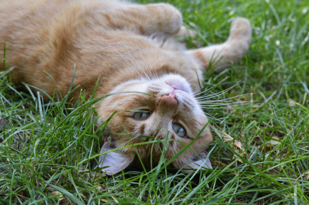 Chat roux se roulant dans l’herbe