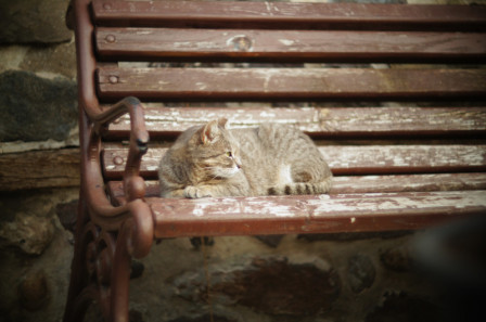 Cat on a bench